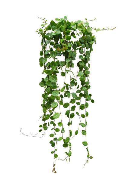 Plante de vigne suspendue feuilles succulentes de Hoya (Dischidia ovata Benth), plante d'intérieur isolée sur fond blanc. - Photo, image