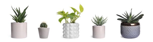 Set with different beautiful houseplants on white background. Banner design - Фото, зображення