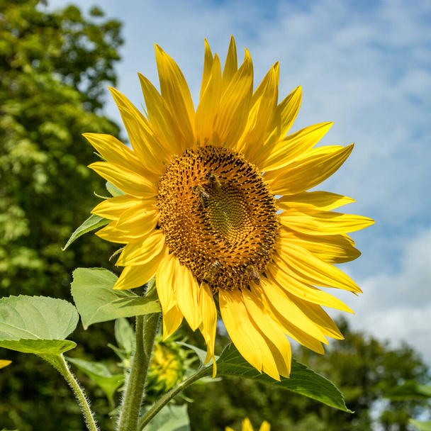 Прекрасний соняшник з бджолами-медовиками, що збирають нектар. Величезні жовті квіти. Зелені дерева, яскраво-синє небо і білі пухнасті хмари на розмитому тлі. Крупним планом вибірковий фокус квадратної рамки
. - Фото, зображення