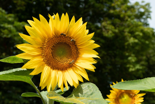 Beautiful sunflower with honey bees bees collecting nectar. Huge yellow flowers. Green trees, bright blue sky and white fluffy clouds in the blurred background. Close up selective focus. - Photo, Image