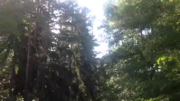 Mavi gökyüzü - ağaç tepelerinin üzerinde atış ile orman ile hızlı yolculuk - Video, Çekim