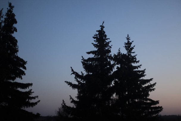 Silhouette of fir trees against the background of the evening sky. Forest background. - Fotoğraf, Görsel
