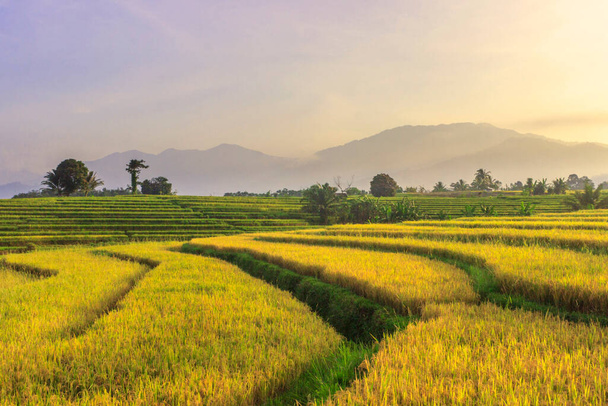 paisagem matinal nos campos de arroz amarelo de natureza rural bonita na área de montanha de Sumatra, na Indonésia - Foto, Imagem