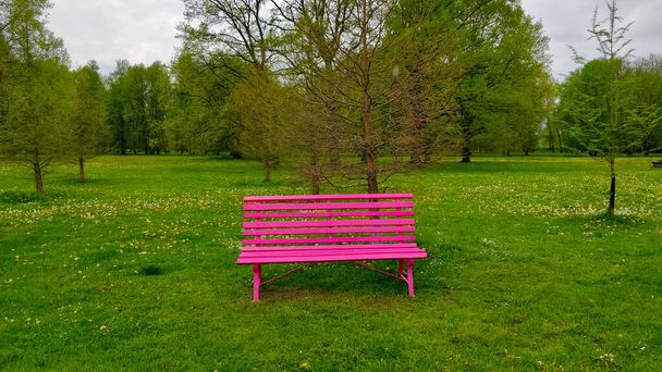 Purple bench in the fresh green park standing by tiny trees in beautiful big tree park. The park is located in South Bohemian city of Ceske Budejovice. Everything is green and fresh. - Photo, Image