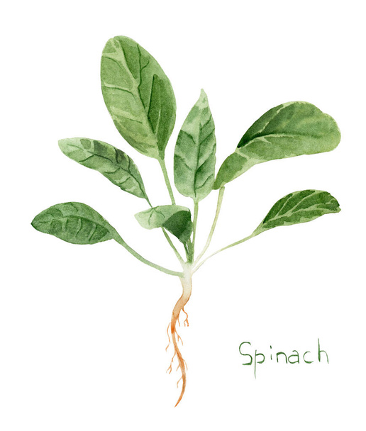 watercolor drawing of greenery - spinach plant, spice - Foto, Imagem