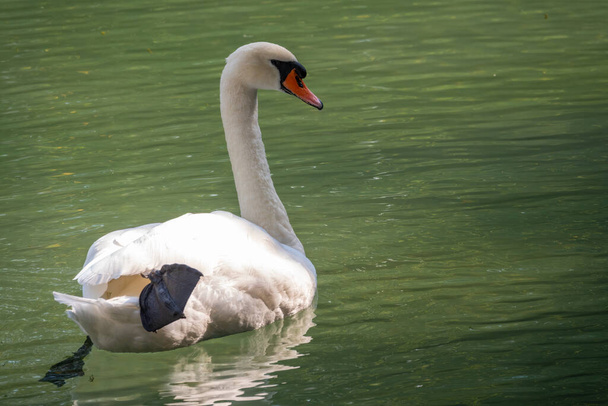 A graceful white swan swimming on a lake with dark green water. The white swan is reflected in the water. The mute swan, Cygnus olor - Fotoğraf, Görsel
