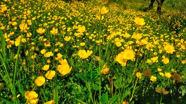 Field of buttercup flowers blooming in the spring weather. They are part of natural park in Petrin hill in Prague. - Photo, Image