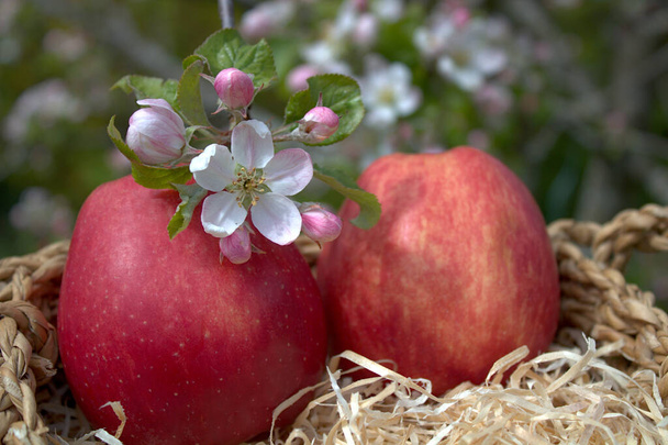 ripe apples and apple blossoms - Photo, Image