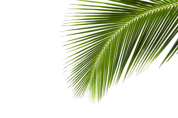 Coconut leaf isolated on white background. - Photo, Image