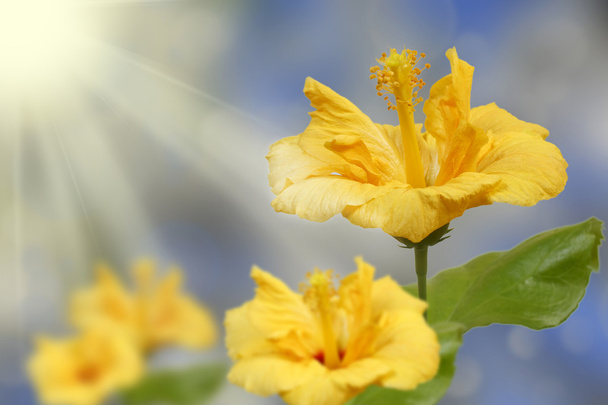 Flor de hibisco amarillo
 - Foto, imagen