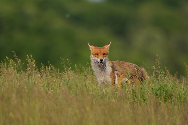 Fox welp spelen met de moeder vos op het weitje - Foto, afbeelding