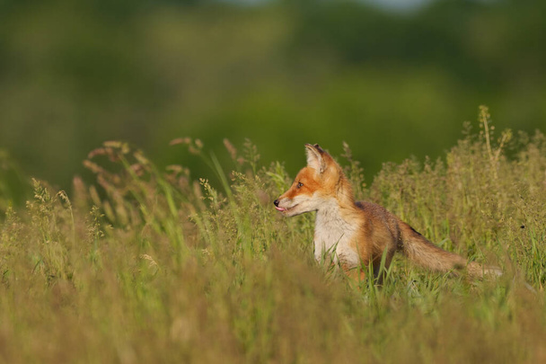 Cachorro de zorro rojo, Vulpes Vulpes en la hierba - Foto, Imagen