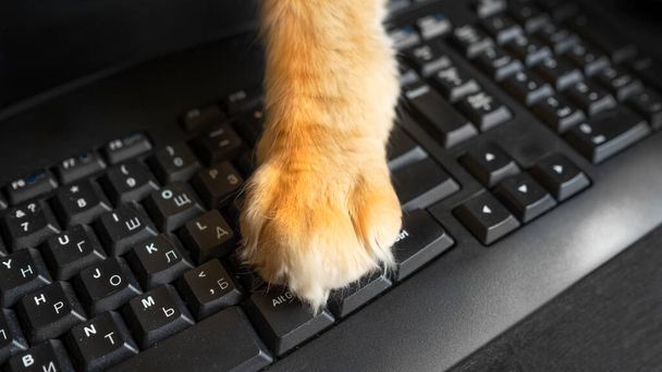 Top kilátás macska gyömbér mancs a számítógépen Billentyűzet. Üzleti koncepció a technológia használatában - Fotó, kép