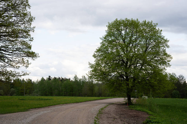sandige Landstraße mit einem großen Baum daneben - Foto, Bild