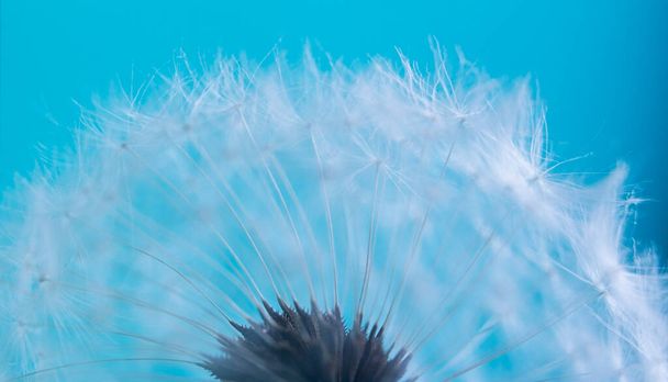 Close up photo of white dandelion on blue background - Photo, Image