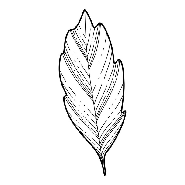 Free hand Sakura flower leaf vector, Beautiful line art Peach blossom leaves isolate on white background. Realistic hand drawn style - Διάνυσμα, εικόνα