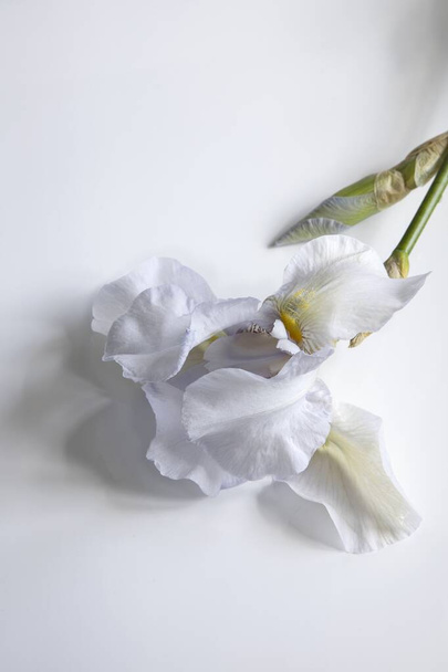 White iris flower on white backgound closeup - Фото, зображення