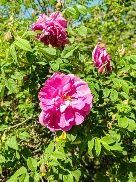Πάρκο τριαντάφυλλο ή διακοσμητικό τριαντάφυλλο ισχίου, γαλλικό τριαντάφυλλο ισχίου, ρυτιδιασμένο τριαντάφυλλο. Άνθη και θάμνοι κήπου - Φωτογραφία, εικόνα