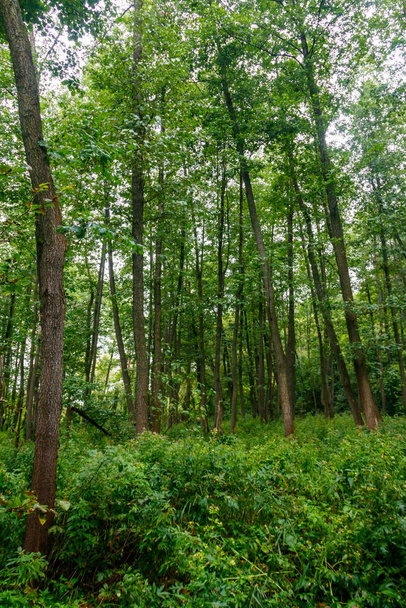 Uitzicht op een groen bos in de zomer - Foto, afbeelding