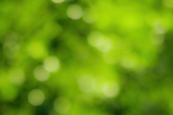 Verschwommenes Bokeh-Hintergrundbild von hellgrünem Laub im Frühling oder Sommer. Abstrakter Hintergrund für Design. - Foto, Bild