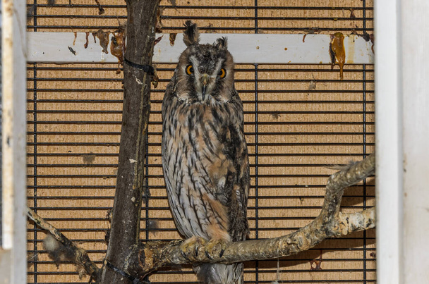 Long-eared owl in a cage - Foto, immagini