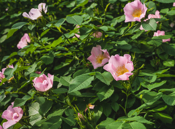 Zonnige lente.Rozenbottel takken met delicate roze bloemen.Kopieer ruimte. - Foto, afbeelding