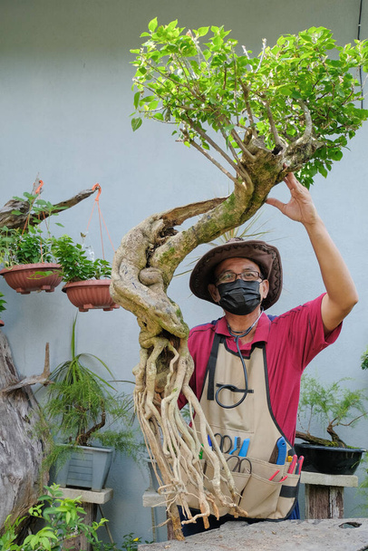 Tuinman met hoed en gezichtsmasker met bougainville boom en materiaal voor het maken van een bonsai transplantatie - Foto, afbeelding