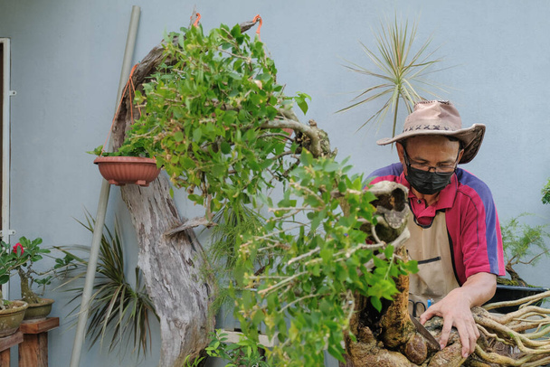 Gärtner mit Hut und Mundschutz schneidet mit der Faltsäge einen Bougainville-Baum für eine Bonsai-Transplantation - Foto, Bild