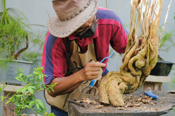 Jardinero con sombrero y mascarilla está usando cepillo para limpiar el árbol de Bougainville para hacer un trasplante de bonsái - Foto, Imagen