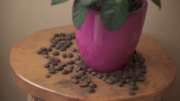 Planta de café e grãos de café em pequena mesa - Filmagem, Vídeo