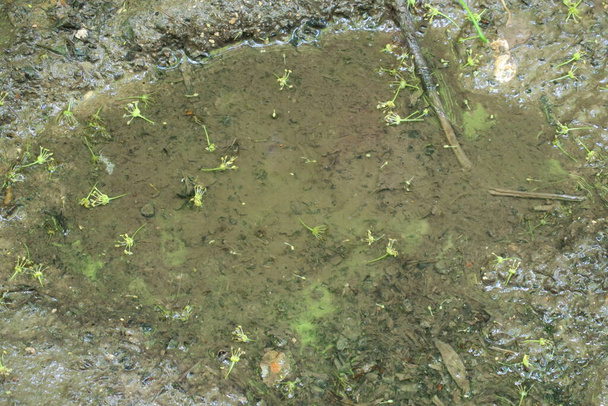 Puddle in het bos na regen en moeras - Foto, afbeelding