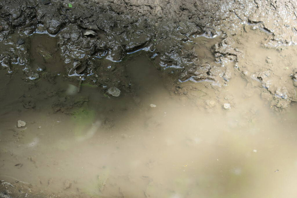 Лужа в лесу после дождя и болота - Фото, изображение