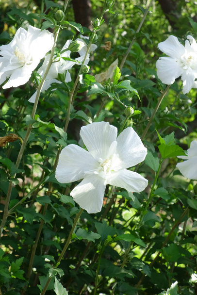 真夏のエレガントな果樹園の白い華やかで優雅な花びら - 写真・画像
