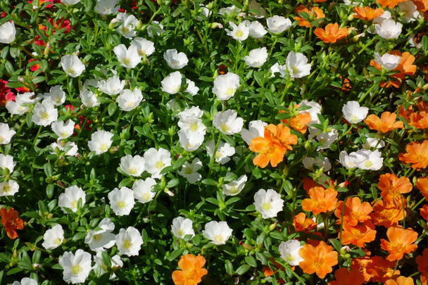 Витончені і чудові барвисті пелюстки, що цвітуть в клумбах парку в середині літа
 - Фото, зображення