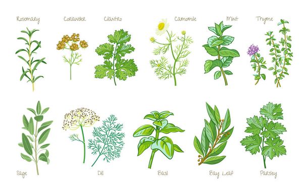 Collection of culinary herbs isolated on white background. Rosemary, coriander, cilantro, camomile, mint, thyme, sage, dill, basil, bay leaf, laurel, parsley.  - Vector, Image