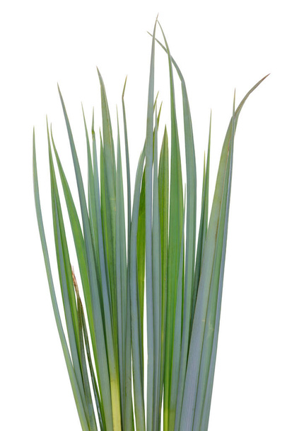 Green grass  bush isolated on white  macro - Фото, изображение