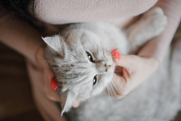Scottish kitten in the hands of a girl. Funny gray cat. - Φωτογραφία, εικόνα