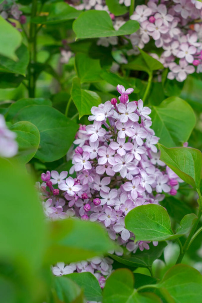 Lush branches of lilac and green leaves - 写真・画像