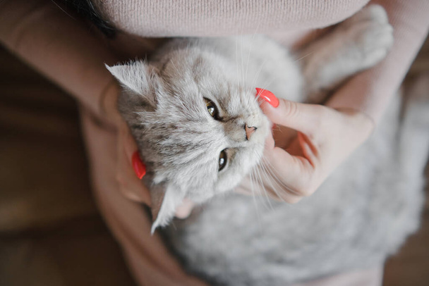 Scottish kitten in the hands of a girl. Funny gray cat. - 写真・画像