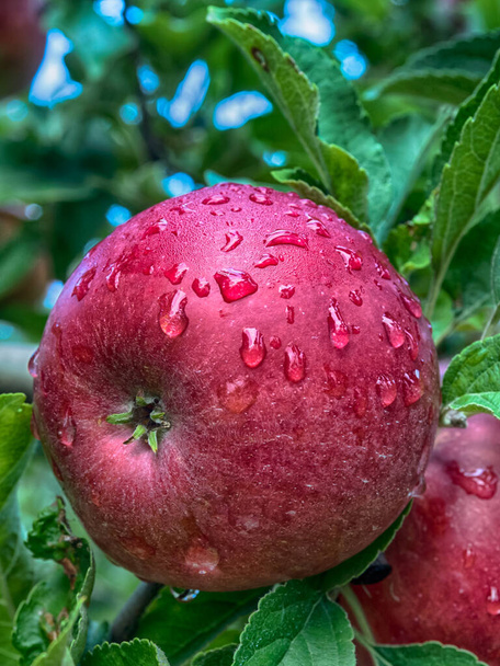 Ένας οπωρώνας με πολλά κόκκινα, ζουμερά μήλα στο φως του ήλιου. - Φωτογραφία, εικόνα