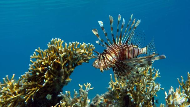 Lion Fish in the Red Sea. - Photo, Image
