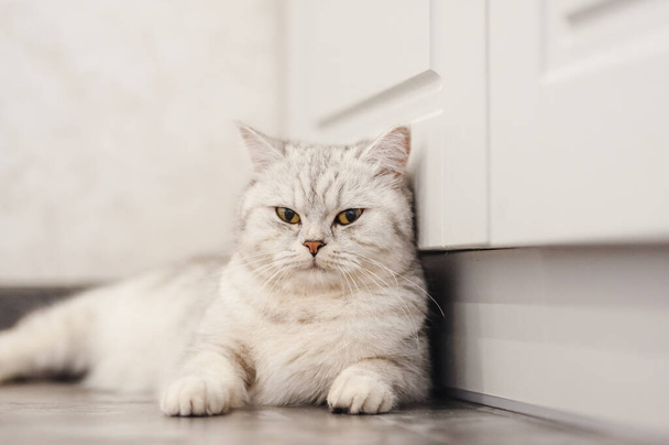 Chat gris dort sur une couverture blanche douce, confortable concept de maison et de vacances, mignon petit chat léger ou drôle. - Photo, image