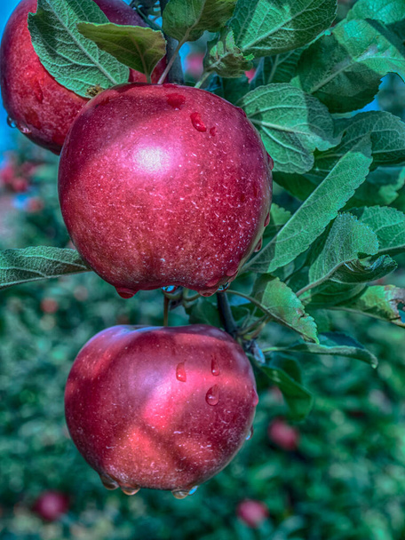 Un huerto de frutas con un montón de grandes manzanas rojas y jugosas a la luz del sol - Foto, imagen