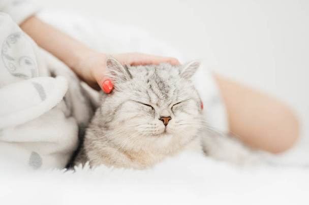 Scottish kitten in the hands of a girl. Funny gray cat. - Valokuva, kuva