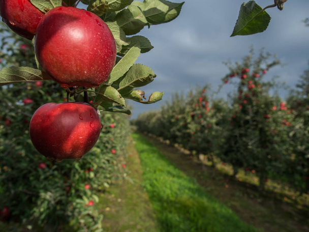 Owocowy sad z dużą ilością dużego czerwonego, soczystego jabłka w słońcu - Zdjęcie, obraz