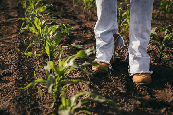 close up of ranchers legs in corn field - Foto, afbeelding