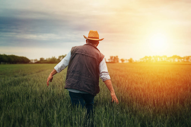 senior man walking through wheat filed - Фото, изображение