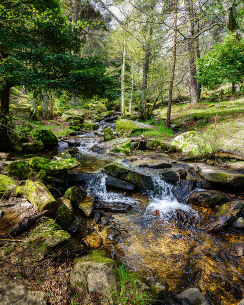 Green spring landscape with stream of water falling between the rocks in an idyllic setting. Navacerrada Madrid Spain. - Foto, imagen