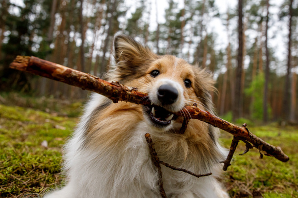 O cão rói o pau em um prado de floresta - Foto, Imagem