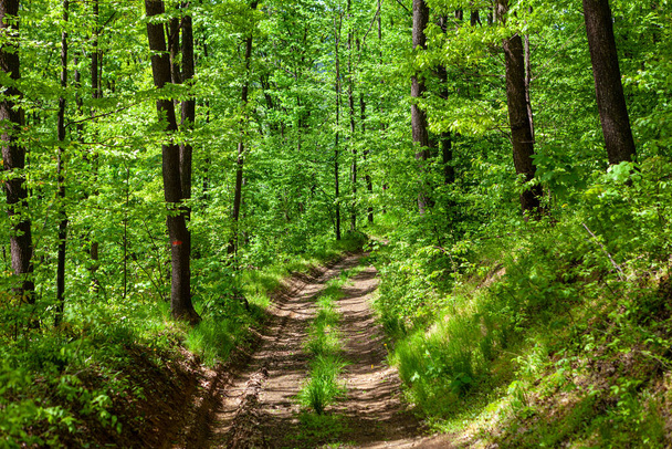  Lesní cesta v létě. Cesta přes Letní opadavý zelený les - Fotografie, Obrázek